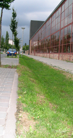 image of Grass Verge