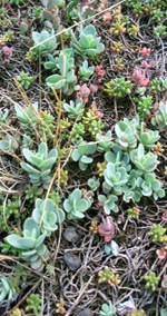 Green Roofs picture