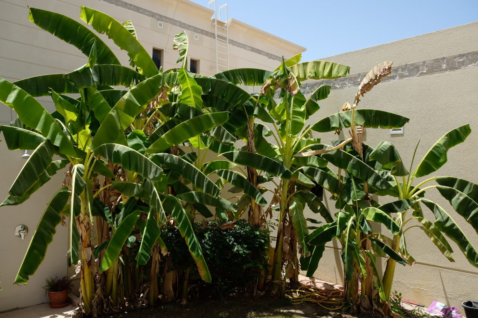 May 2021 when the cold shower runs hot ech2o