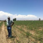 Asparagus growing in Peru  - Peru - ech20 newsletter snippet