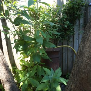July 2013 – Showers and greywater