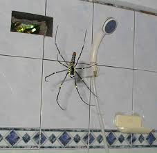February 2012 – Showering like the Australians do