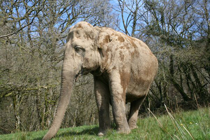 A very water efficient elephant… – Sally Hall, UK A very water efficient elephant… – Sally Hall, UK